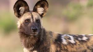 Image result for Micklethwaitia carvalhoi