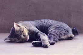 7 Schlafpositionen Von Katzen Und Was Sie Dir Verraten Konnen In 2020 Ausgestopftes Tier Katzen Schlafende Katze