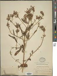 Image result for Aeollanthus suaveolens