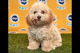 Puppy bowl is the cute sporting event that involves cute puppies to participate. The Complete Puppy Bowl Xvi Starting Lineup Chicago Tribune