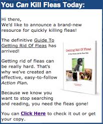 homemade flea for pets and home