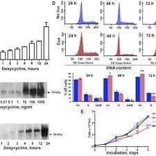 The Tet On 3g Doxycycline Dox Dependent Gene Expression System Was Download Scientific Diagram