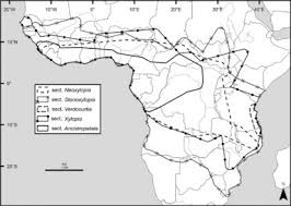 Image result for Xylopia katangensis