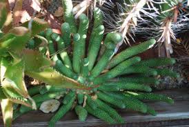 The cactus hut retail outlet for plants, seeds, cactus gardens and related products. Pencil Cacti The Stick Euphorbias Dave S Garden