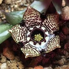 Image result for Orbea paradoxa