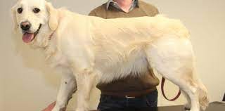 Poppy The 2 Year Old Golden Retriever Pete The Vet