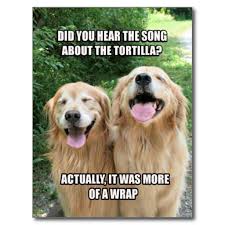 Funny Golden Retriever Tortilla Joke Meme Postcard Zazzle Com Funny Animal Jokes Dog Jokes Cheesy Jokes