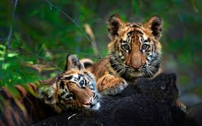 See more ideas about cute tiger cubs, cute tigers, baby animals. Interesting Facts About Tigers Tiger Facts