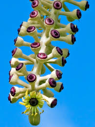 Image result for Polyscias kivuensis