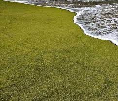 Green Sand Beach Plage Hawai Vert