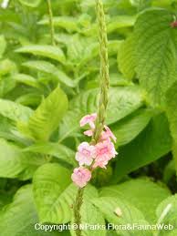 Image result for Stachytarpheta cayennensis