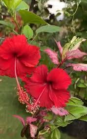 Image result for Ruspolia seticalyx