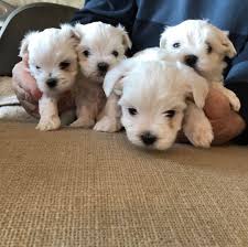 Maltese Shih Tzu Puppies For Sale Home Facebook