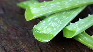 Dafür pürieren sie das gewonnene gel einfach und füllen es anschließend in einen. Beauty Diy Aloe Vera Gel Selber Herstellen Amicella De