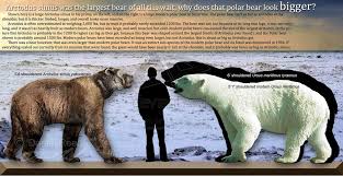 Polar Bears Are Bigger Short Faced Bear Bear Species Polar Bear