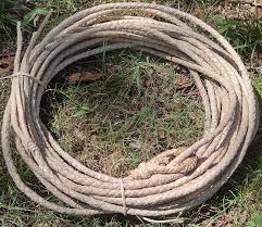 Image result for Rogiera cordata