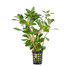 Image result for Nesaea crassicaulis