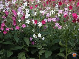 Image result for Nicotiana