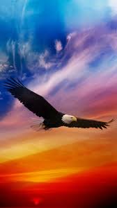 Eagle Android Wallpaper Hd Best Android Wallpapers Eagle Wallpaper Bald Eagle Eagle Pictures