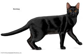Bombay Cat Black American Shorthair Cat Cat Cats Cat Breeds Feline Leukemia
