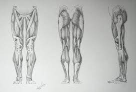 Pin On Drawing Legs