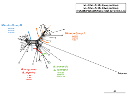 Image result for Brachystegia torrei