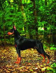 Check spelling or type a new query. Doberman Pinscher Dog Breed Profile Petfinder