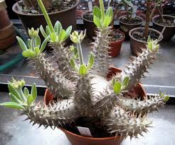Image result for Pachypodium