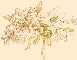 John gorey was born in chicago.his parents, helen dunham (née garvey) and edward leo gorey, divorced in 1936 when he was 11, then remarried in 1952 when he was 27. The Project Gutenberg Ebook Of Language Of Flowers By Kate Greenaway