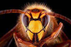 Wie bei anderen insektenstichen geht auch der hummelstich nicht spurlos an einem vorbei. Konnen Hummeln Stechen Geo