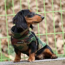 Manteau Pour Chien Kaki Avec Harnais Integre Boutique Chien Manteau Pour Chien Chien Vetement Chien