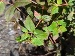 Image result for Euphorbia ophthalmica