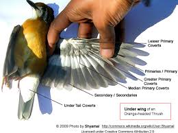 Wing Anatomy Beauty Of Birds