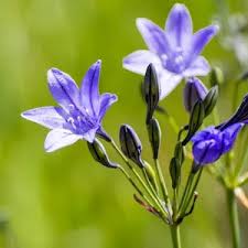 Image result for Trilepisium