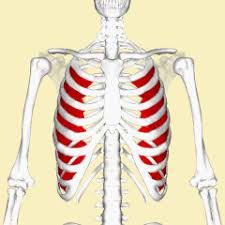 Any of these layers can be pulled, producing a rib, or intercostal, muscle strain. Innermost Intercostal Muscle Wikiwand