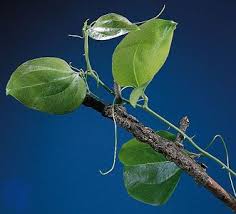 Image result for Smilax