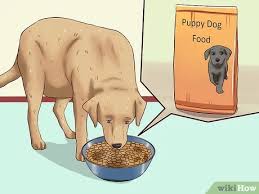 Feeding puppies large & small. How To Wean Puppies 10 Steps With Pictures Wikihow