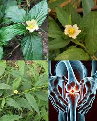 Image result for Sida acuta