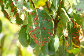 Pear Rust Tree Top Nursery Landscape Inc