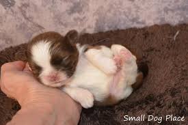 A newborn pup resembles a newborn infant in a number of ways and there are ample of chances that she is crying tirelessly because of not getting proper feed. Specifics Of Feeding Newborn Puppies Do It Right From The Start