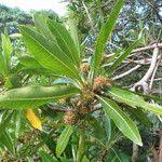 Image result for Breonadia