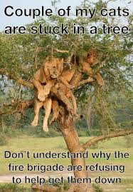 Cats In A Tree Funny Animals Humor English Funny Jokes