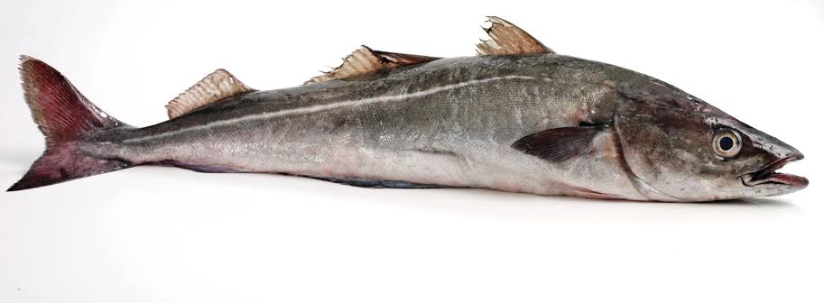 Coley - Seafish Training