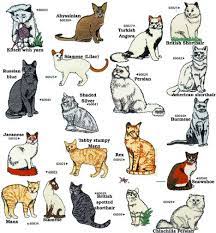 Kupkayke Head Just So You Know Wild Cat Breeds Cat Breeds Cat Breeds Chart