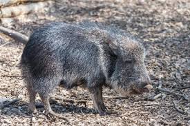 A priori, ramener à la vie une telle espèce semble possible car il existe, comme pour le mammouth, de nombreux restes de poils, de cornes et de sabots riches en adn. Quels Sont Les Animaux En Voie D Extinction En Bolivie Il Faut Les Connaitre