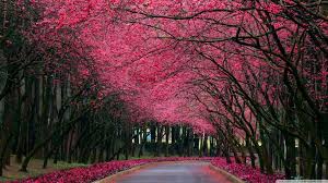 Blooming Trees Hd Wallpaper Wallpele Com Tree Photography Beautiful Tree Beautiful Nature
