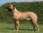Bullmastiff Puppies For Sale | Greenfield Puppies