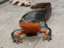 Image result for california newts