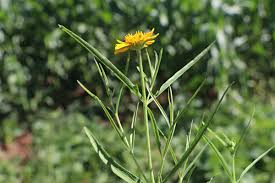 Image result for Pascalia glauca