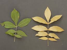 Image result for Juglandaceae